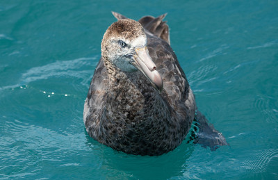 A Giant Northern Petrel Swimming in the Ocean