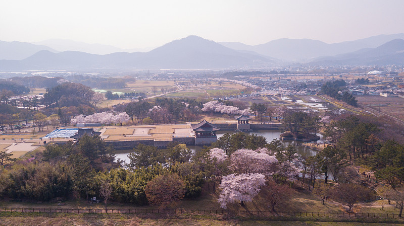 韩国庆州樱花节鸟瞰图