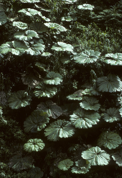Gunnera植物