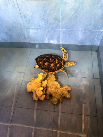 水族馆里的海龟