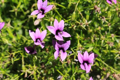“野紫”花-芒芥