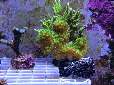珊瑚礁水族箱中的绿柱头藻珊瑚-珠藻科。