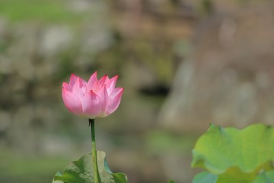 莲花