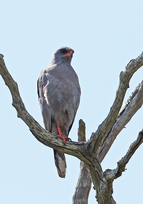 黑暗Chanting-goshawk