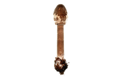 阳伞蘑菇