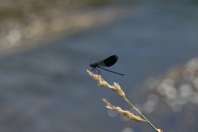 叶子上的蓝色蜻蜓