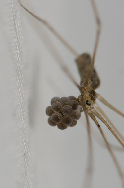 Daddy long-legs spider with her egg laying.