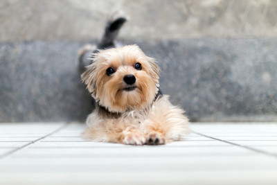 约克郡犬