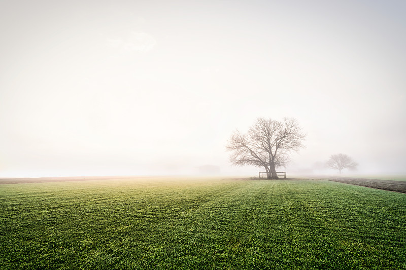 Tree_blanketed_by_heavy_morning_fog