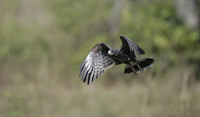 蜗牛风筝 Rostrhamus sociabilis