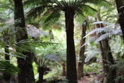 Maits Rest Rainforest Walk