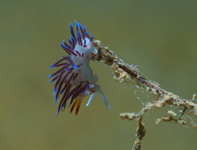cratena peregrina