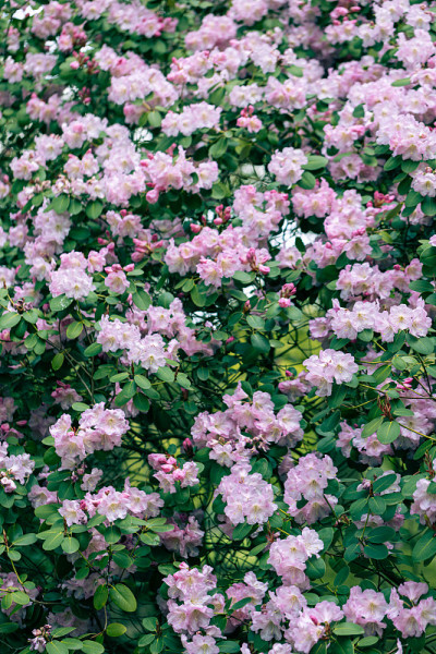 花选择