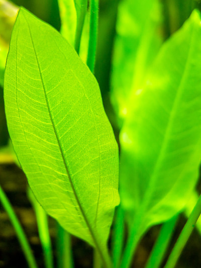 亚马逊剑草(Echinodorus amazonicus)近距离观察鱼缸