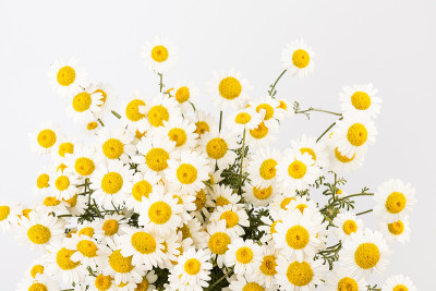 叶子孤立在白色背景上的洋甘菊或雏菊。前视图。平躺
