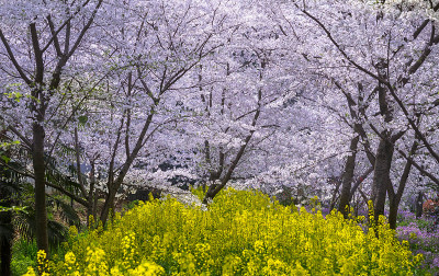 武汉东湖樱花花园。东湖公园里各种各样的花都盛开着。