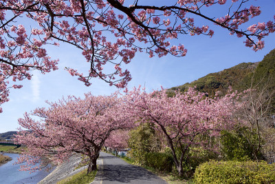 日本美丽的樱花
