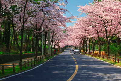 有樱桃树的街道