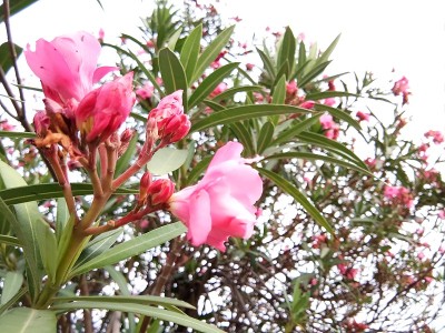 粉红色的花朵