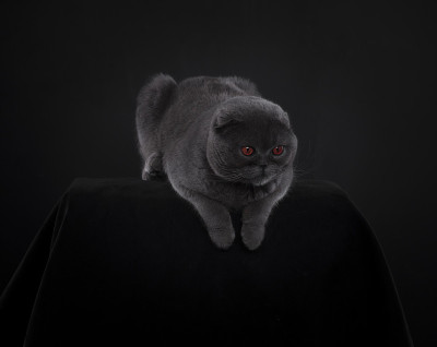 黑色演播室背景上的灰色苏格兰猫