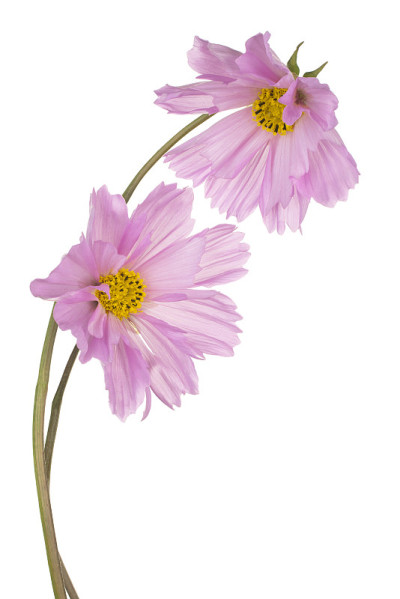 花孤立