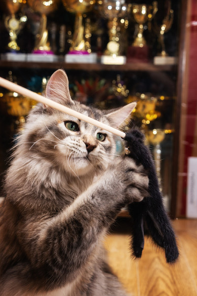 猫冠军玩戏弄玩具