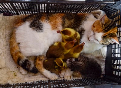 小猫和小猫在篮子里，收到了麝香鸭的小鸭子。猫是小鸭子的养母