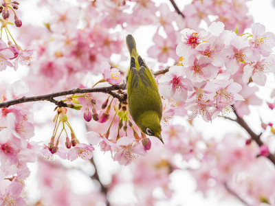 樱花和日本白眼