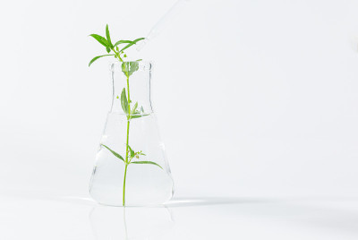植物在营养培养基中生长的试管竖立在实验室试管适配器上，白色背景上留有文本拷贝空间
