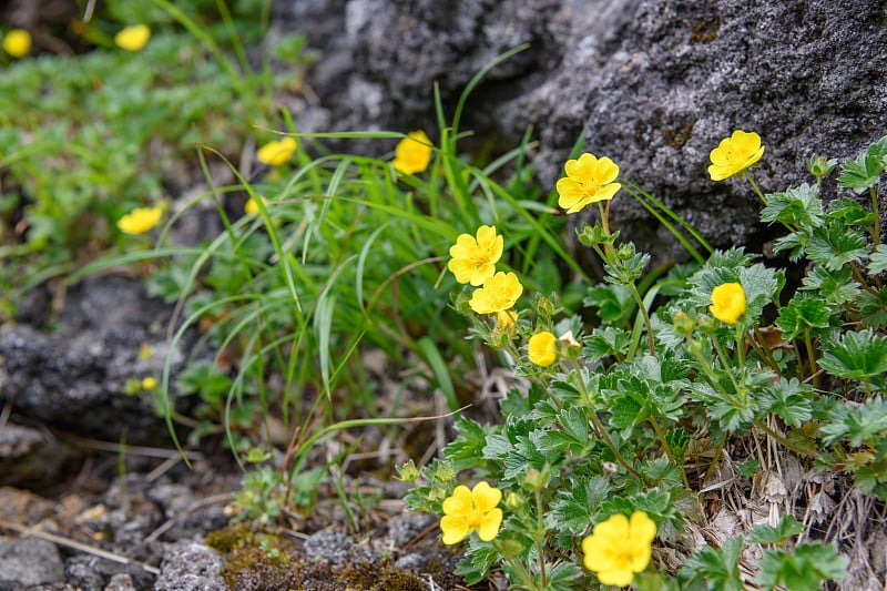 长开山高山植物(学名:matsumurae Potentilla matsumurae var. m