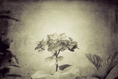 绣球花