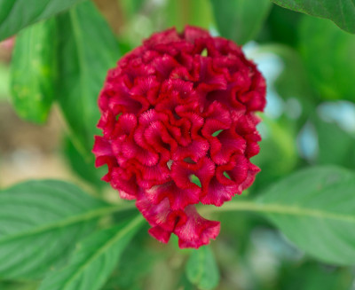 红羽鸡冠花