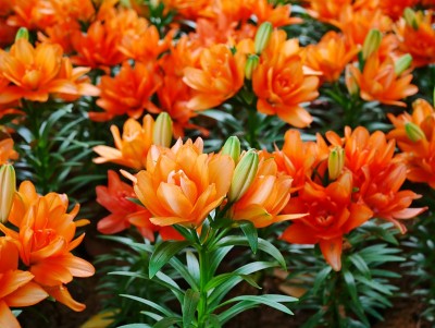 百合、橙花