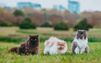 市中心的三只波斯猫