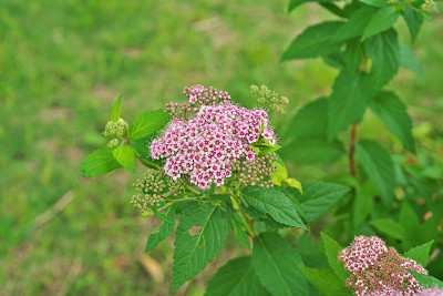 Spiraea