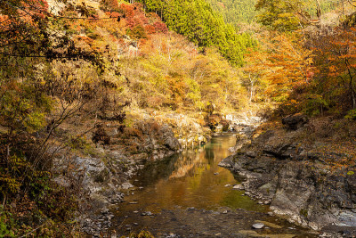 日本埼玉市秩父的秋叶。