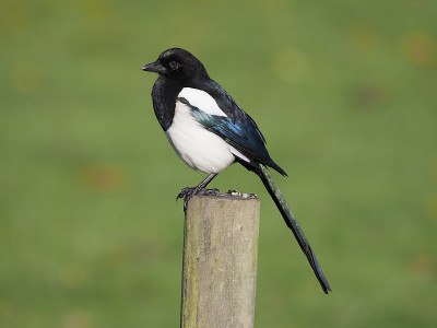 喜鹊，皮卡皮卡