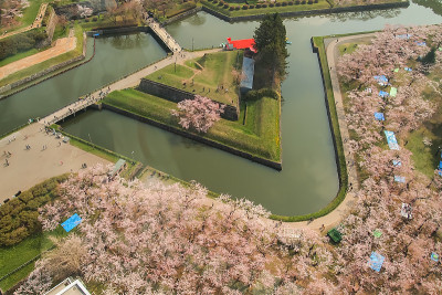春天，从日本北海道博馆五楼塔眺望五楼楼护城河边的樱花树。