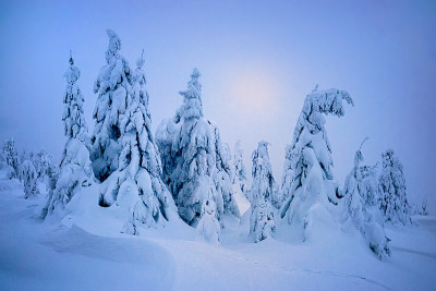 冰冻的树木带着皑皑白雪，大自然冬季静物