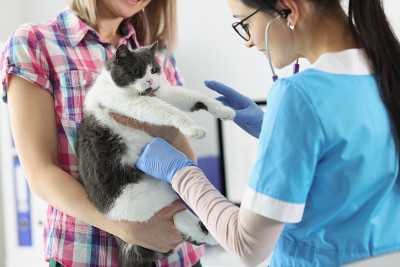 女主人抱猫，女兽医检查家养宠物