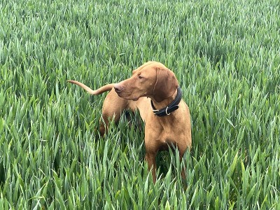 匈牙利Vizsla工作犬