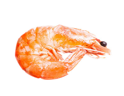 皇家虾