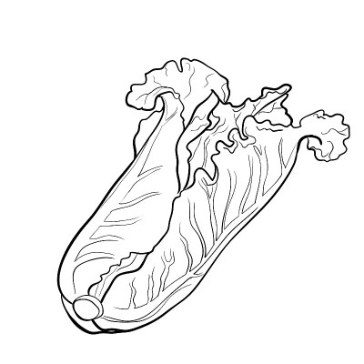 插图白菜-手绘矢量