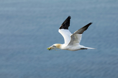 北塘鹅(Morus bassanus)是一种海鸟，塘鹅科中最大的。它原产于大西洋海岸，在西欧和北美繁