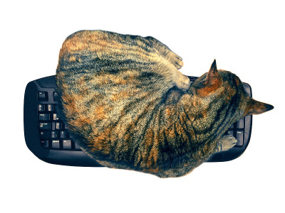 一只虎斑猫在键盘上睡觉