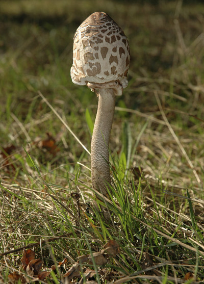 阳伞蘑菇