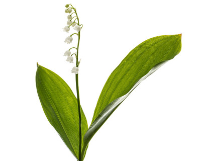 白色的百合山谷，晚。马菖叶，孤立在白色上
