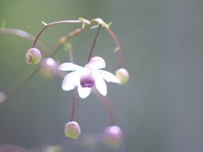 森林仙女虾