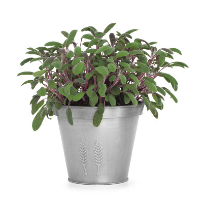 圣人草本植物