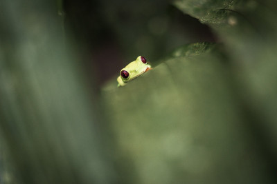 哥斯达黎加的Rotaugen Laubfrosch